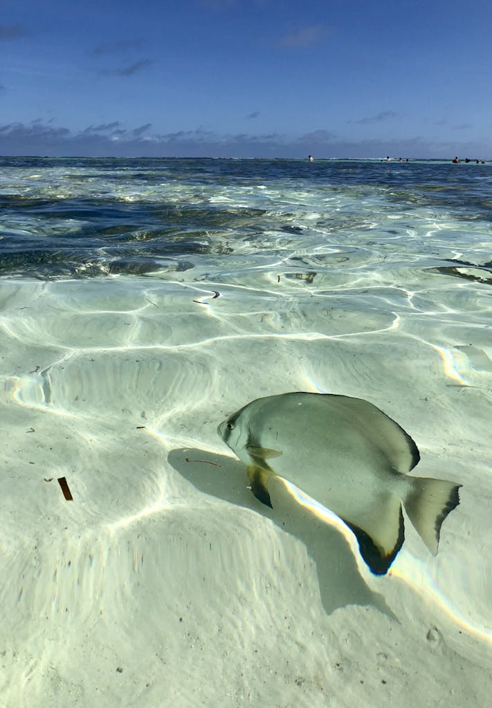 A fish swimming in shallow water near a beach