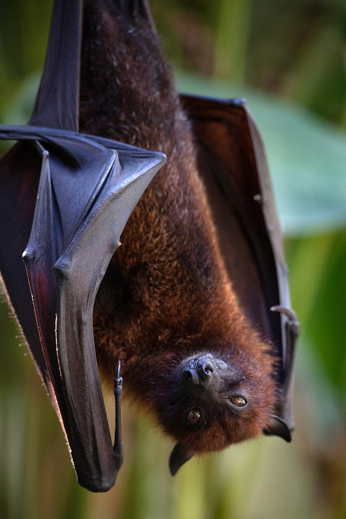 Close-up of a Large Flying Fox