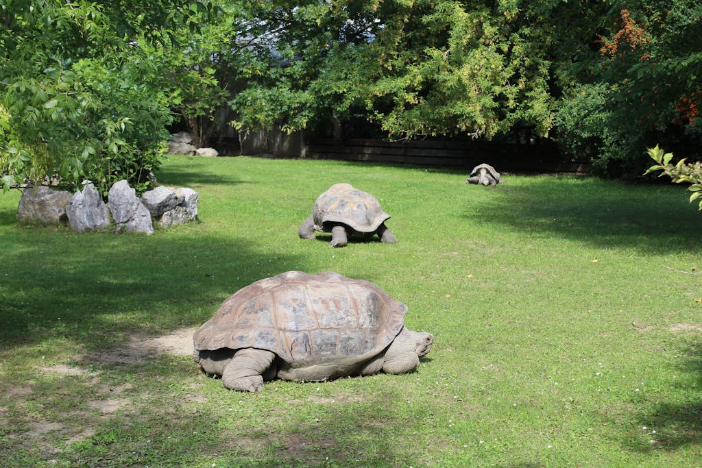 Turtles on Green Grass Field